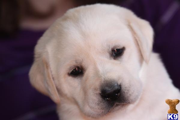 Labrador Retriever Puppies